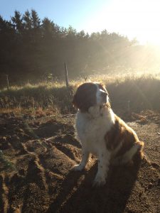 2013-09-28-0005-brumedanslechamp